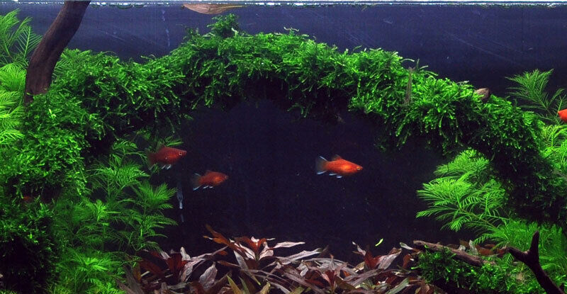Weeping Moss (Vesicularia ferriei)