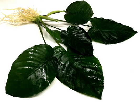 Anubias Barteri "Broad Leaf" Large (20-30cm) (Loose)