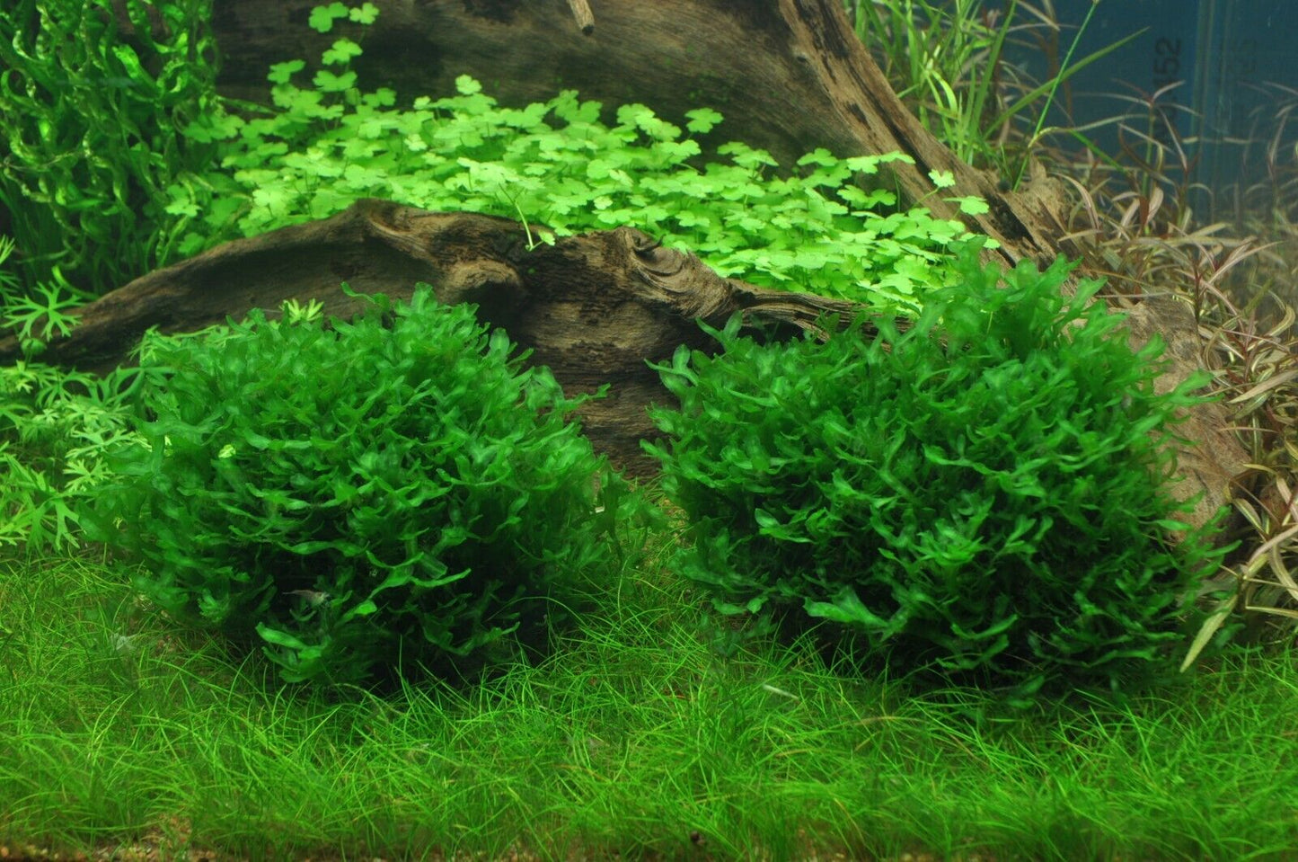 Subwassertang Pelia Moss (Monosoleum Tenerum)