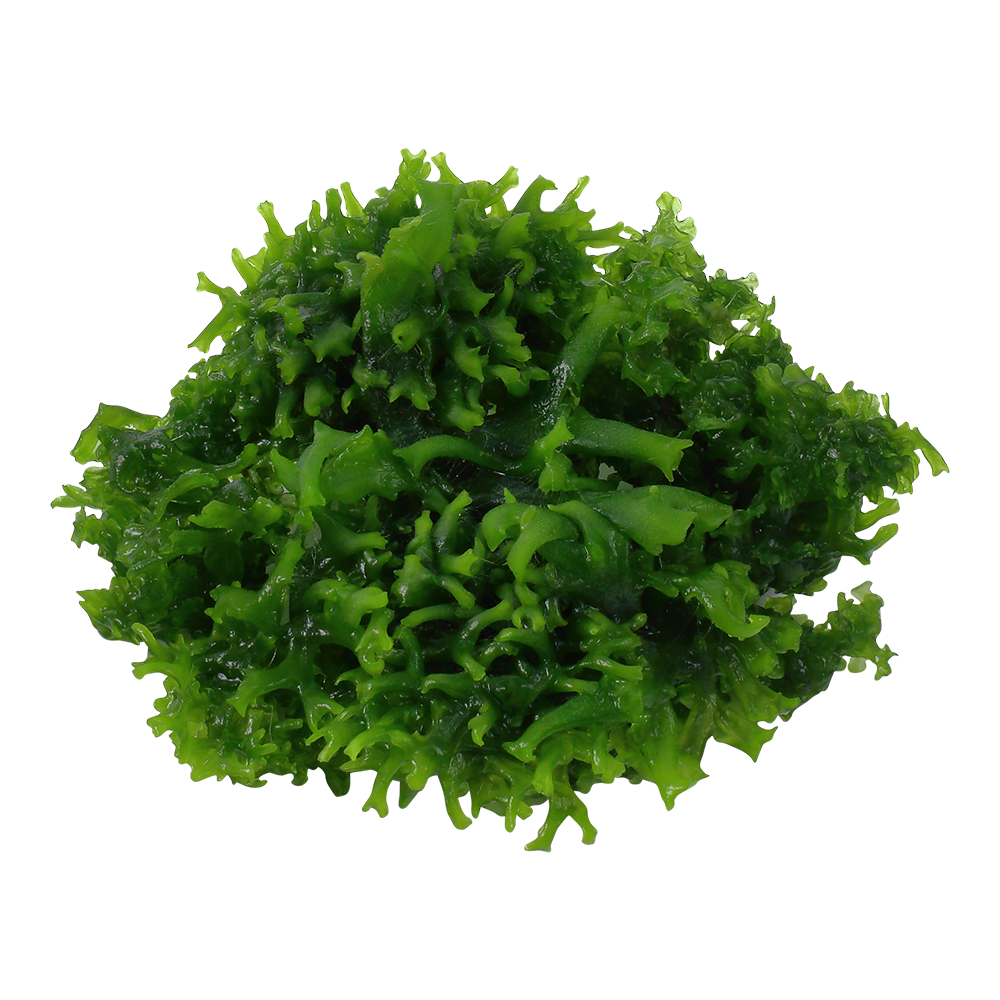 Subwassertang Pelia Moss (Monosoleum Tenerum)