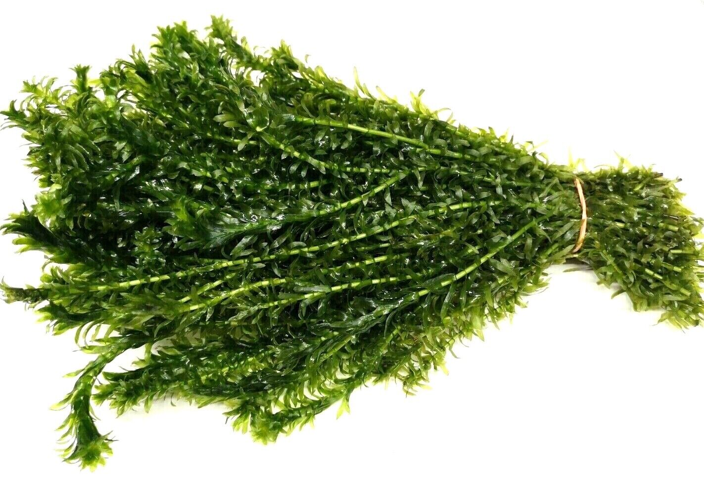 Elodea Densa (Loose)