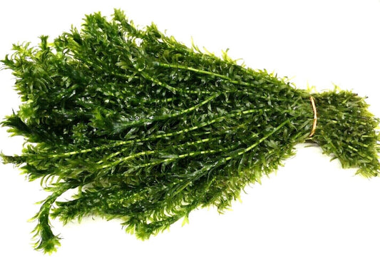 Elodea Densa (Loose)