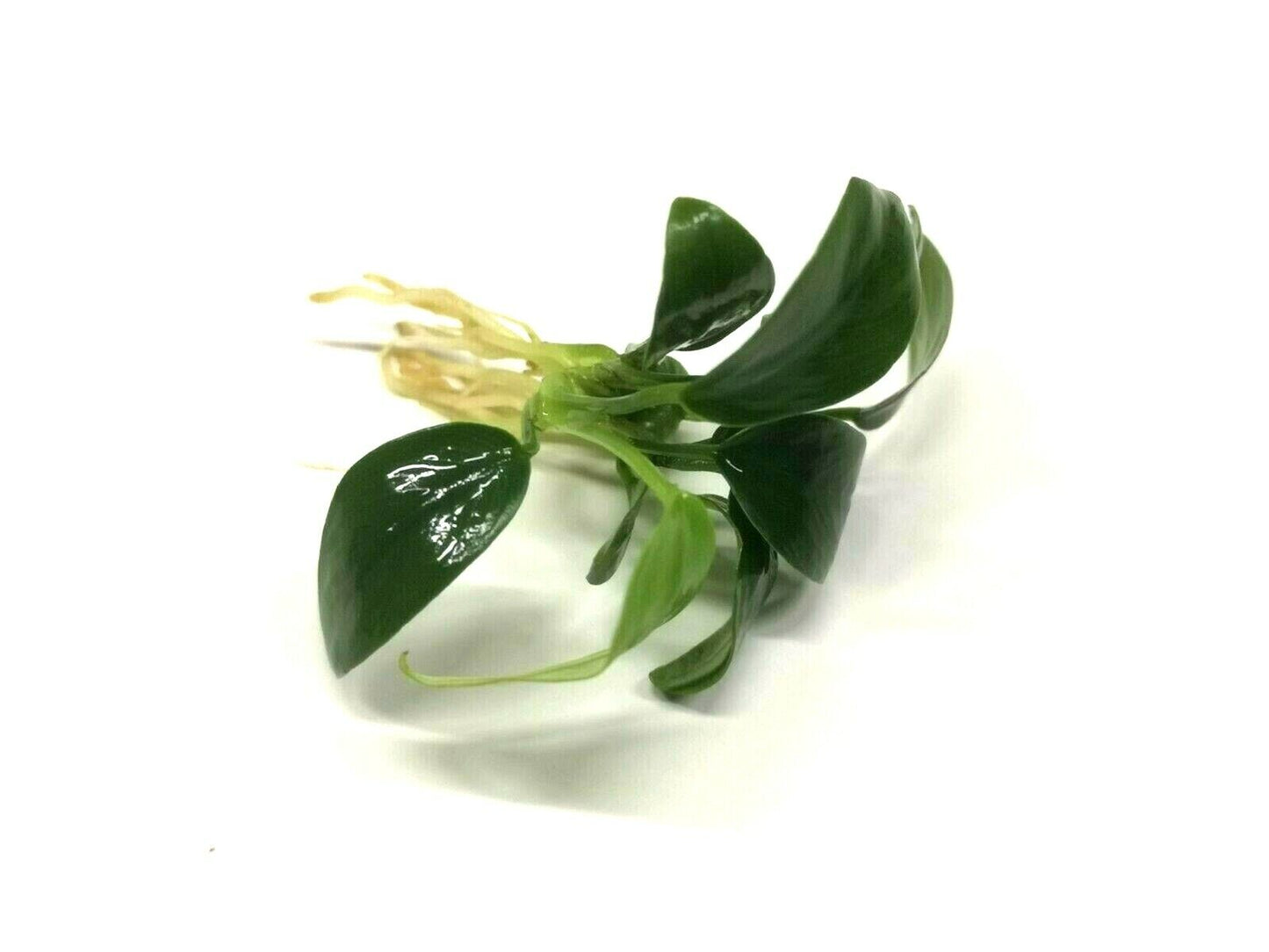 Anubias Nana Petite (Loose)