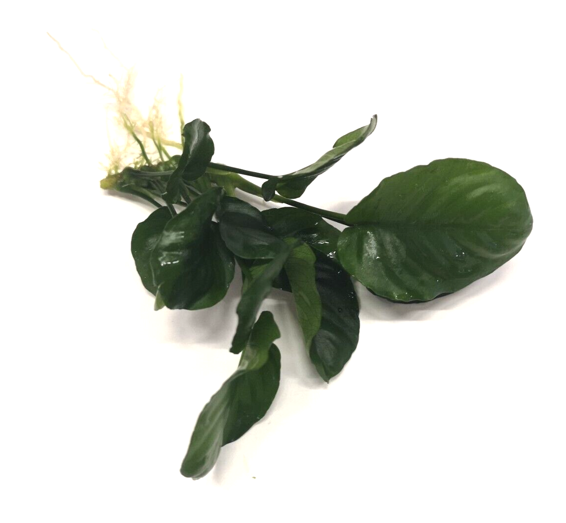 Anubias Barteri "Golden Coin" (Loose)