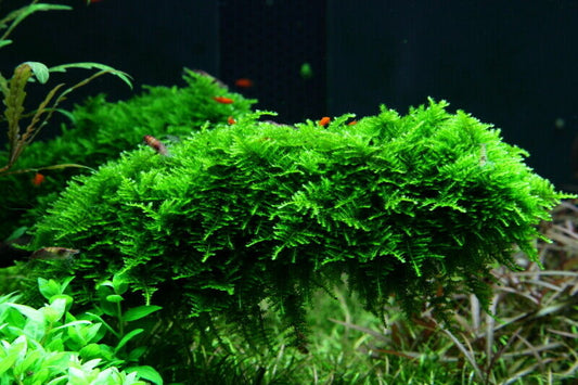 Java Moss (Taxiphyllum barbieri)