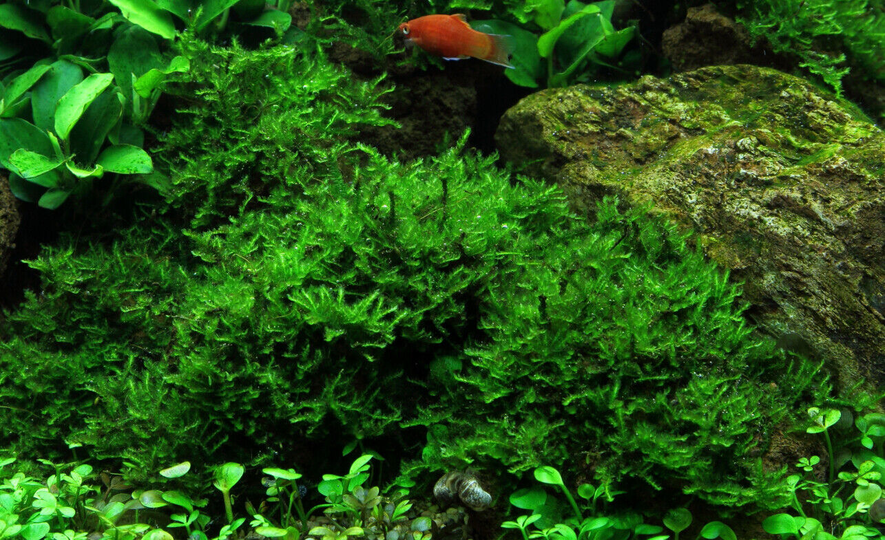 Java Moss (Taxiphyllum barbieri)