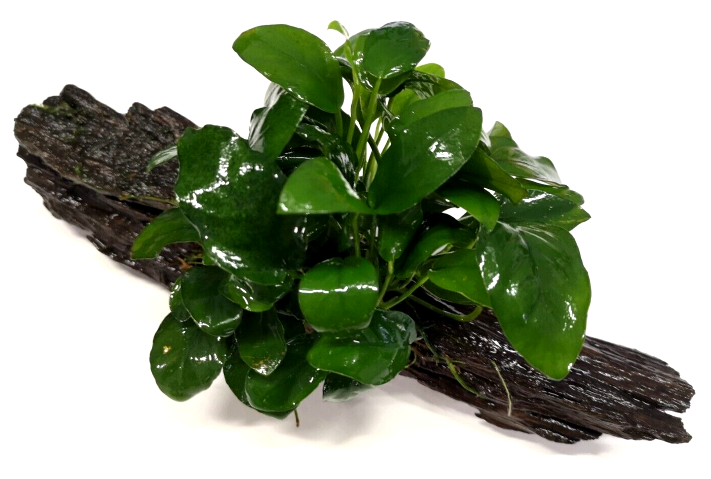 Anubias Nana on Driftwood