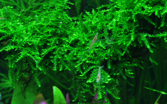 Weeping Moss (Vesicularia ferriei)