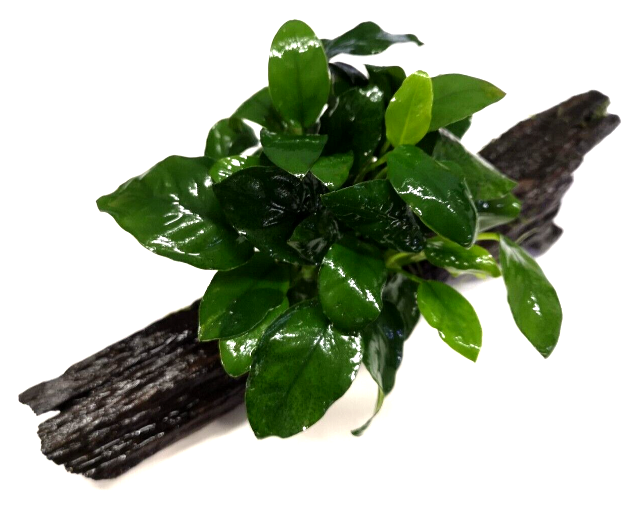 Anubias Nana on Driftwood