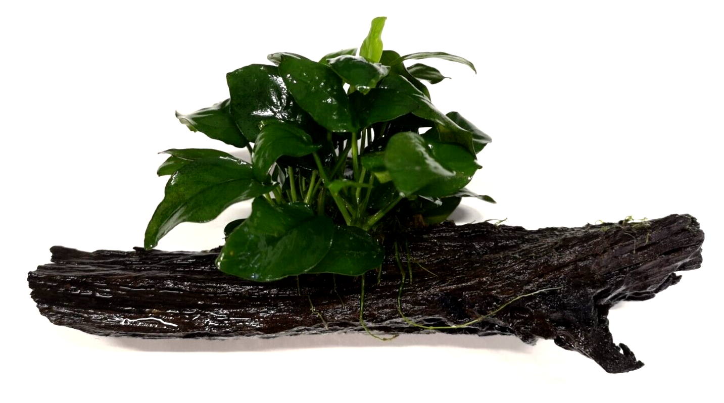 Anubias Nana on Driftwood