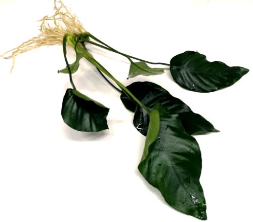 Anubias Barteri "Var. Nana" Large (20-30cm) (Loose)